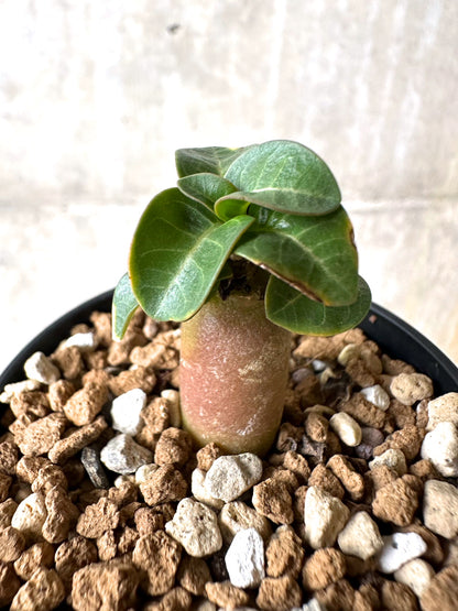 【現品限り】[在庫整理価格]アデニウム・DHA 葉巻【I39】 Adenium DHA