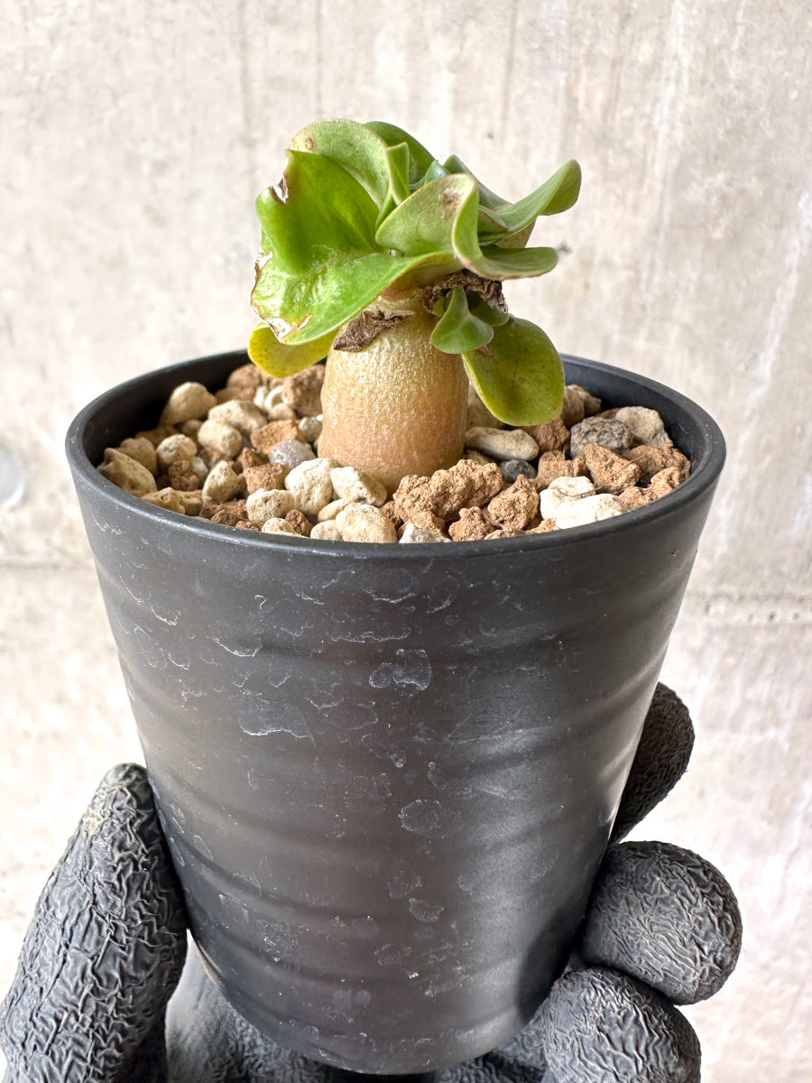 【現品限り】[在庫整理価格]アデニウム・DHA 葉巻【I3】 Adenium DHA