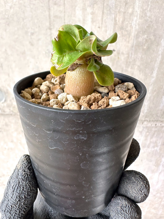 【現品限り】[在庫整理価格]アデニウム・DHA 葉巻【I3】 Adenium DHA