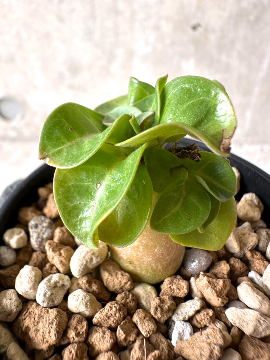 【現品限り】[在庫整理価格]アデニウム・DHA 葉巻【I3】 Adenium DHA