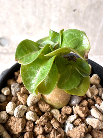 【現品限り】[在庫整理価格]アデニウム・DHA 葉巻【I3】 Adenium DHA