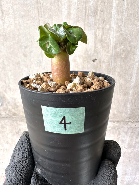 【現品限り】[在庫整理価格]アデニウム・DHA 葉巻【I4】 Adenium DHA