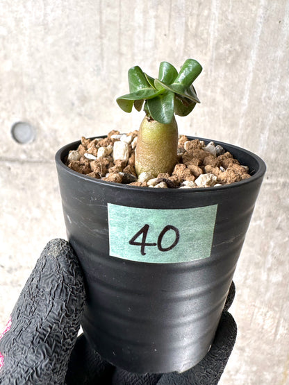 【現品限り】[在庫整理価格]アデニウム・DHA 葉巻【I40】 Adenium DHA