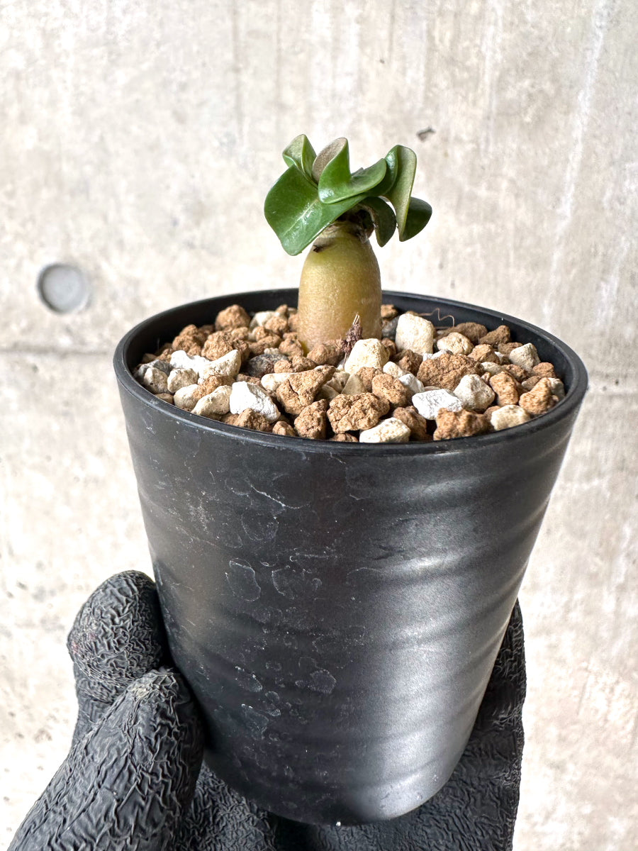 【現品限り】[在庫整理価格]アデニウム・DHA 葉巻【I40】 Adenium DHA