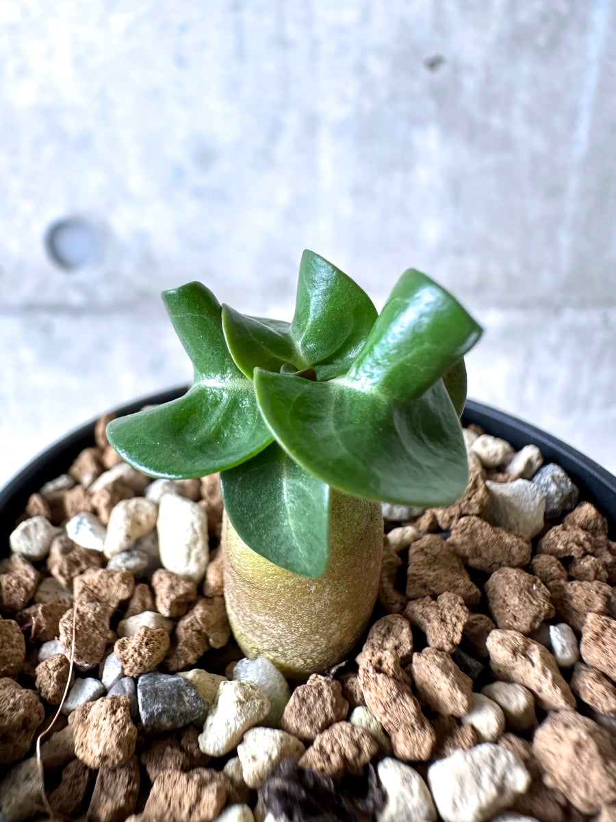 【現品限り】[在庫整理価格]アデニウム・DHA 葉巻【I40】 Adenium DHA