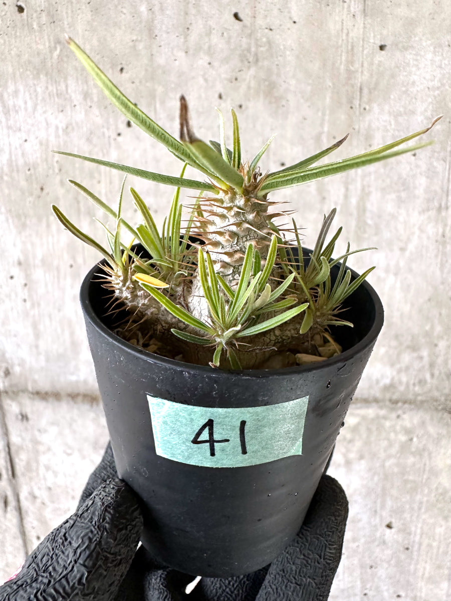 【現品限り】パキポディウム・グラキリス【I41】 Pachypodium gracilius