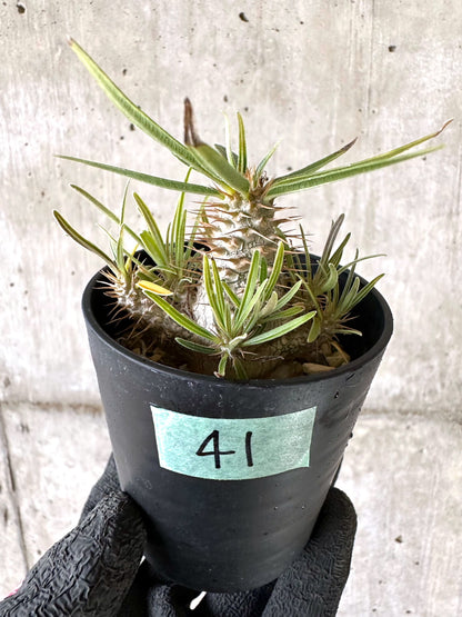 【現品限り】パキポディウム・グラキリス【I41】 Pachypodium gracilius