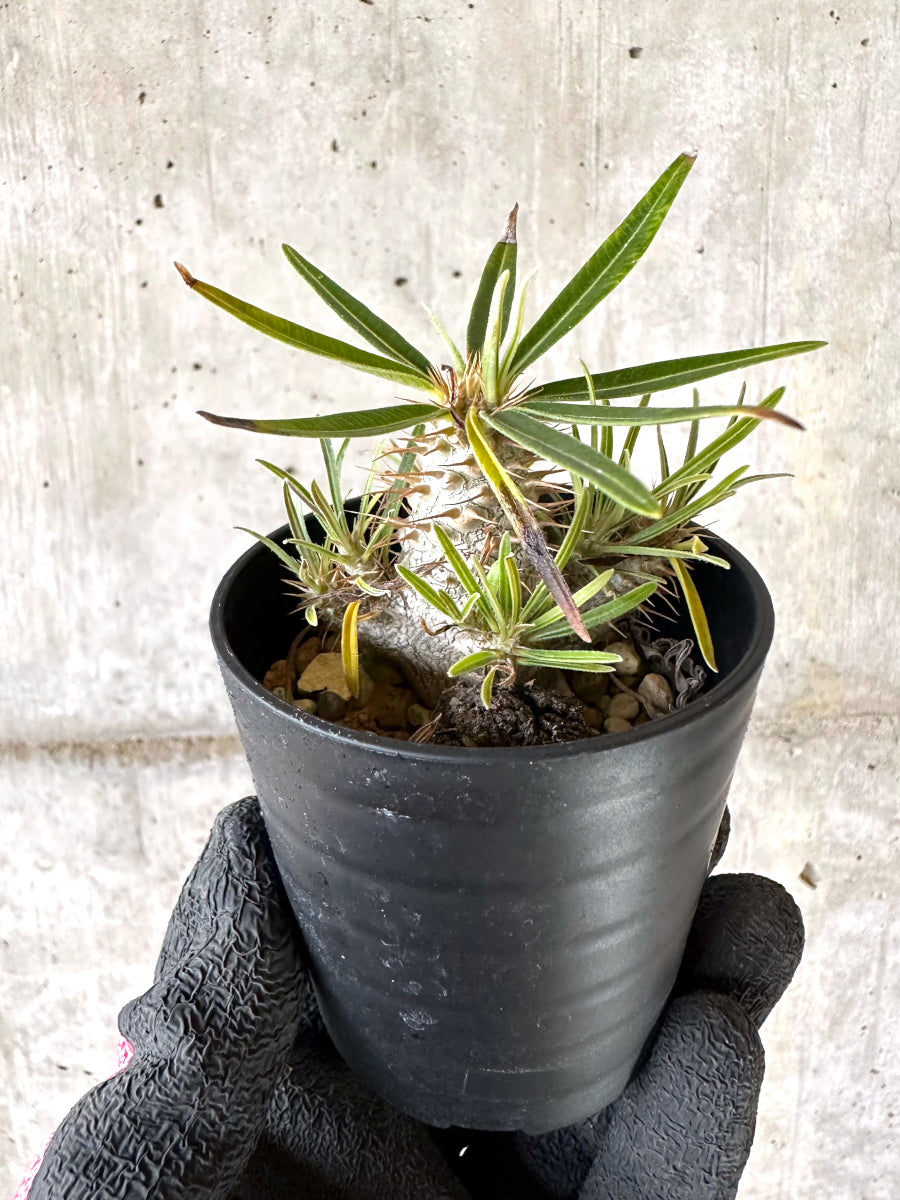 【現品限り】パキポディウム・グラキリス【I41】 Pachypodium gracilius