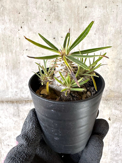 【現品限り】パキポディウム・グラキリス【I41】 Pachypodium gracilius