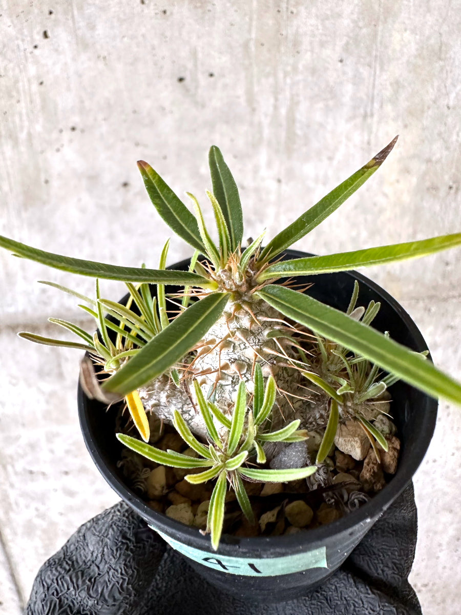 【現品限り】パキポディウム・グラキリス【I41】 Pachypodium gracilius