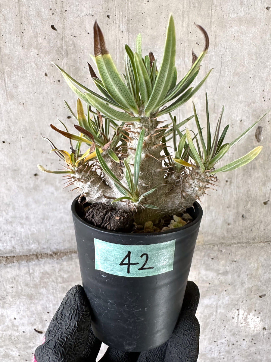【現品限り】パキポディウム・グラキリス【I42】 Pachypodium gracilius