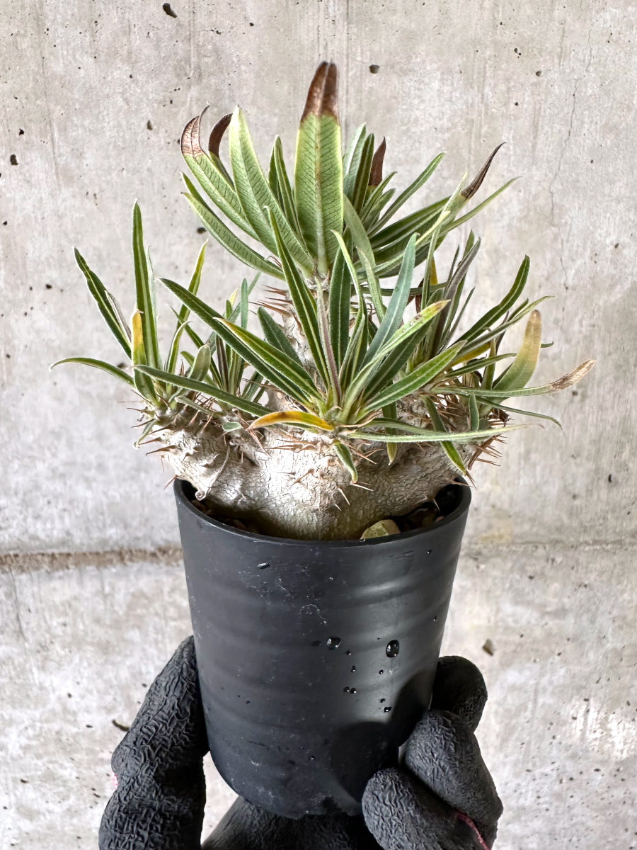 【現品限り】パキポディウム・グラキリス【I42】 Pachypodium gracilius