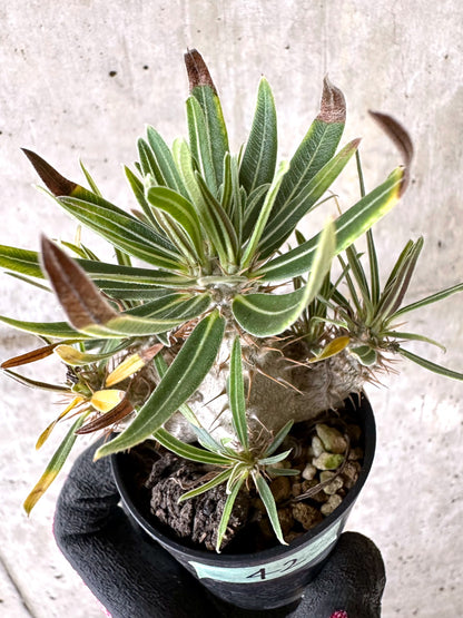 【現品限り】パキポディウム・グラキリス【I42】 Pachypodium gracilius