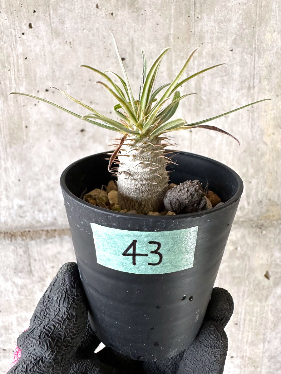 【現品限り】パキポディウム・グラキリス【I43】 Pachypodium gracilius