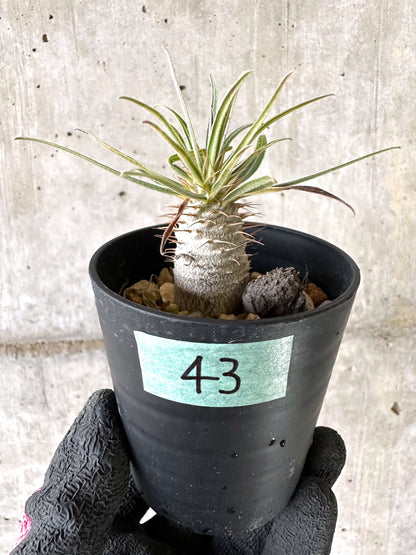 【現品限り】パキポディウム・グラキリス【I43】 Pachypodium gracilius