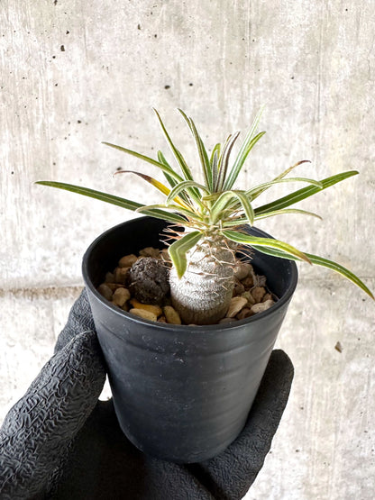 【現品限り】パキポディウム・グラキリス【I43】 Pachypodium gracilius