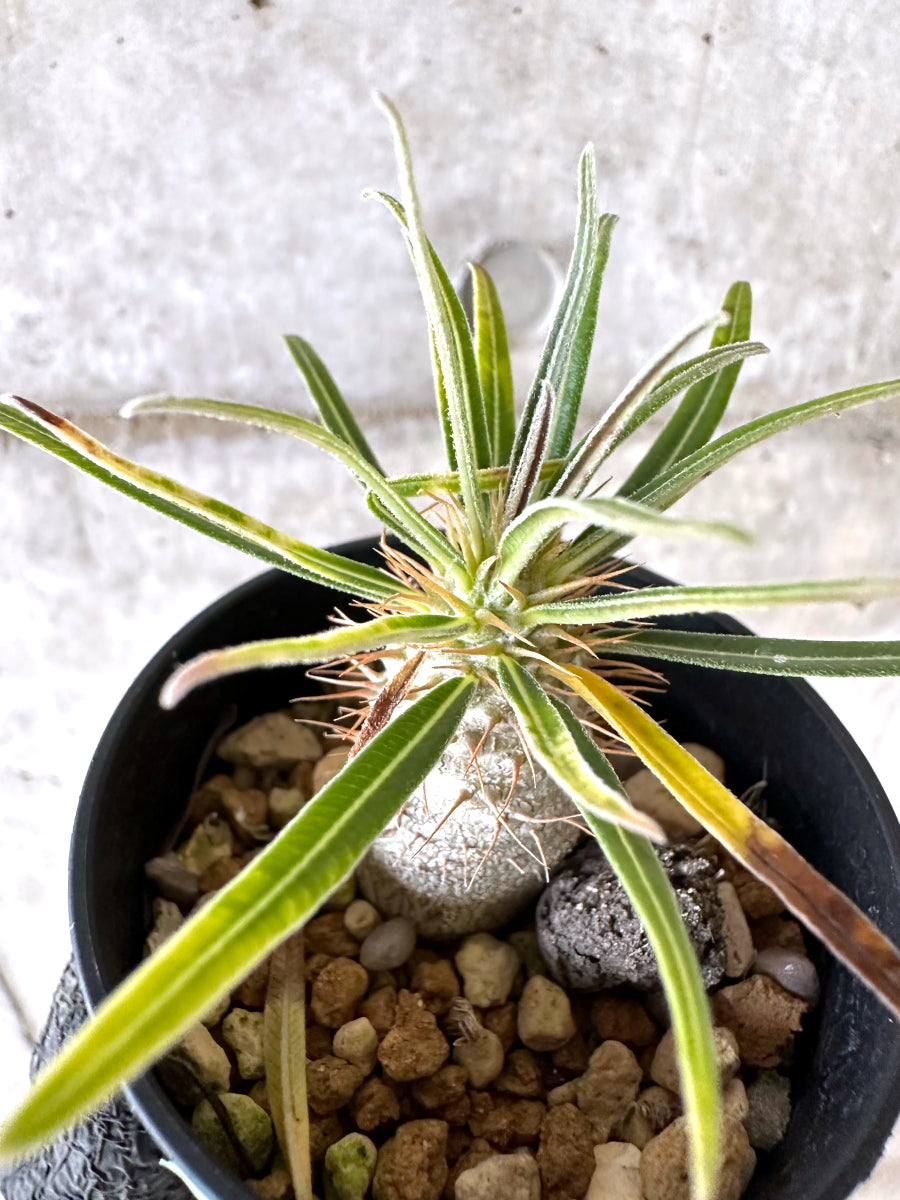 現品限り】パキポディウム・グラキリス【I43】 Pachypodium gracilius