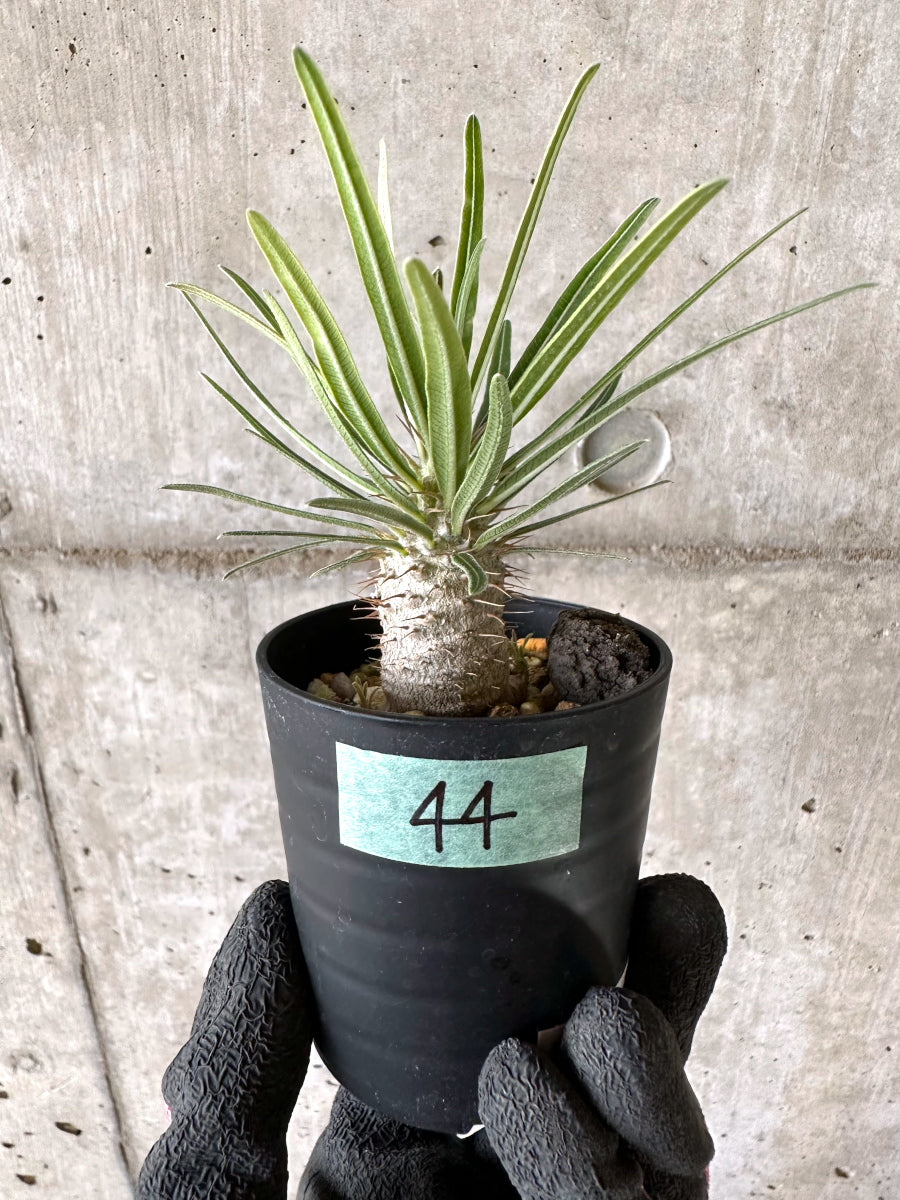 【現品限り】パキポディウム・グラキリス【I44】 Pachypodium gracilius