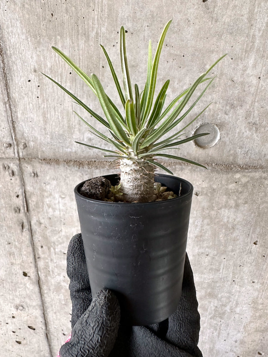 【現品限り】パキポディウム・グラキリス【I44】 Pachypodium gracilius