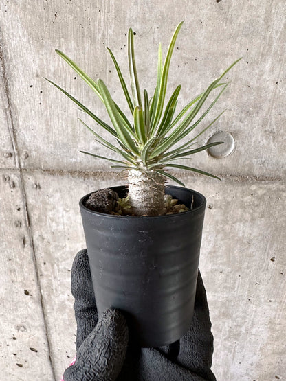 【現品限り】パキポディウム・グラキリス【I44】 Pachypodium gracilius