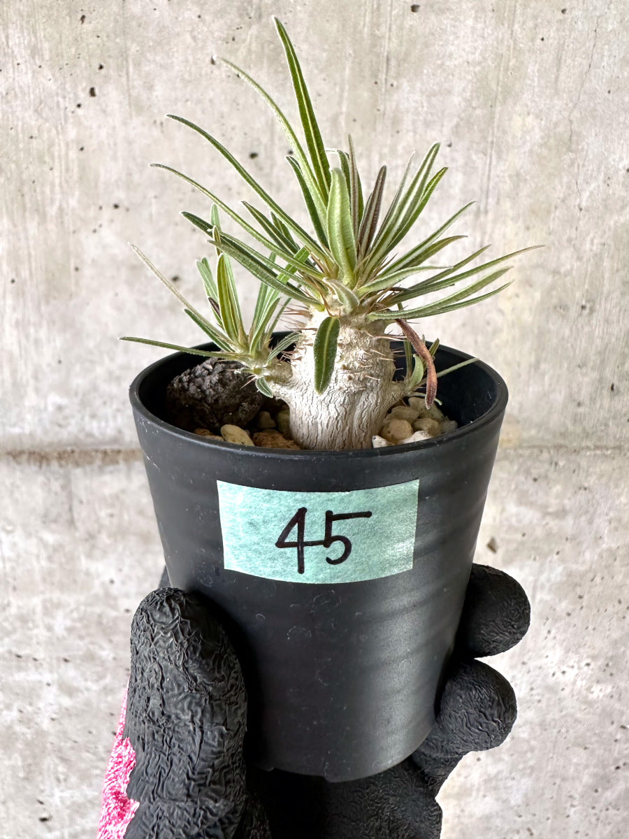 【現品限り】パキポディウム・グラキリス【I45】 Pachypodium gracilius