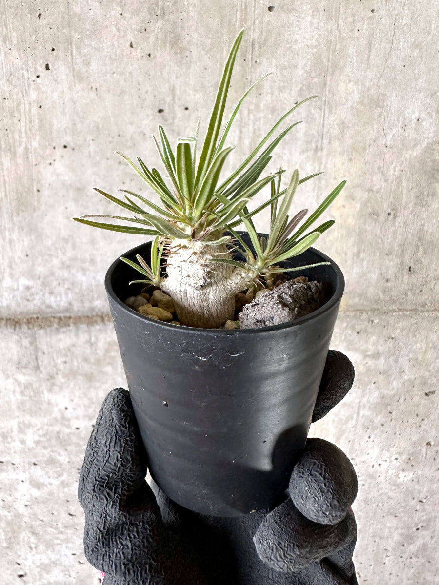 【現品限り】パキポディウム・グラキリス【I45】 Pachypodium gracilius