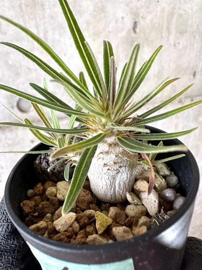 【現品限り】パキポディウム・グラキリス【I45】 Pachypodium gracilius