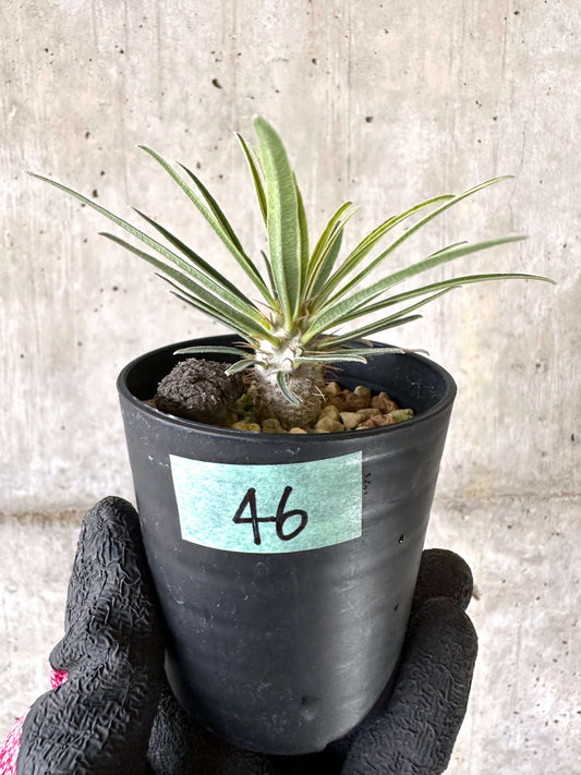 【現品限り】パキポディウム・グラキリス【I46】 Pachypodium gracilius