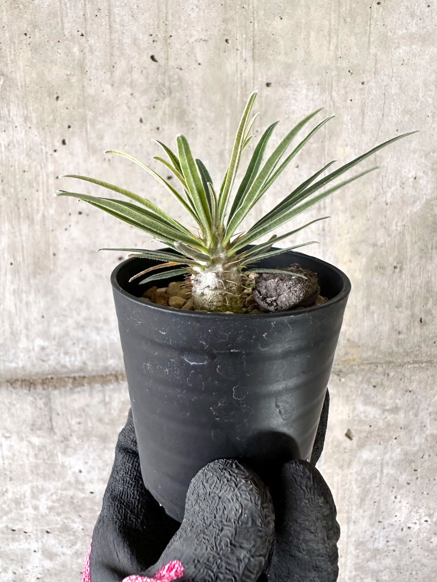 【現品限り】パキポディウム・グラキリス【I46】 Pachypodium gracilius