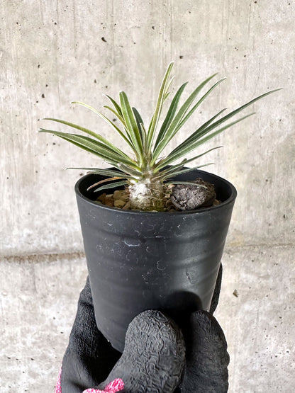 【現品限り】パキポディウム・グラキリス【I46】 Pachypodium gracilius