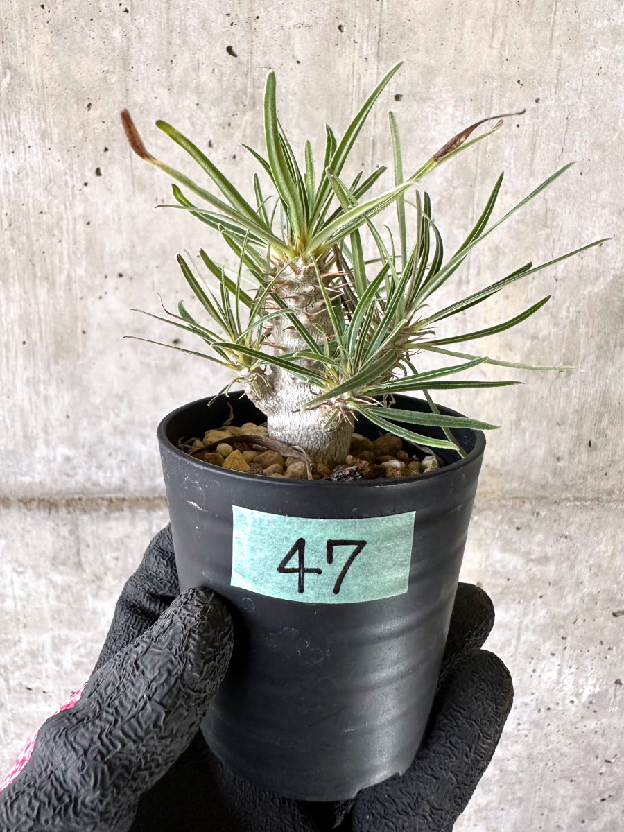 【現品限り】パキポディウム・グラキリス【I47】 Pachypodium gracilius