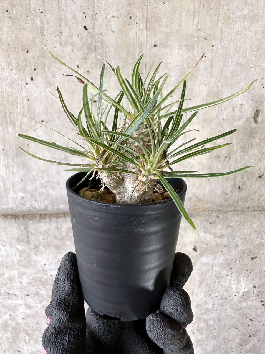 現品限り】パキポディウム・グラキリス【I47】 Pachypodium gracilius 現品限り】パキポディウム・グラキリス【I47】 Pachypodium gracilius