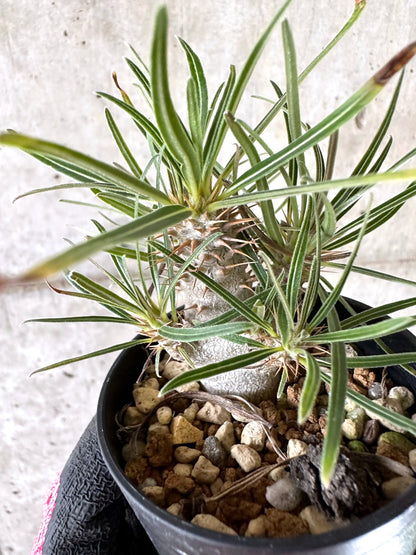 【現品限り】パキポディウム・グラキリス【I47】 Pachypodium gracilius