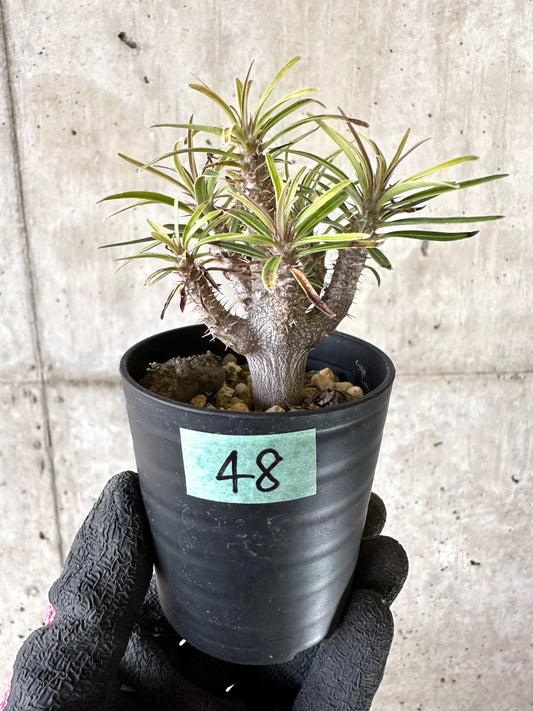 【現品限り】パキポディウム・グラキリス【I48】 Pachypodium gracilius