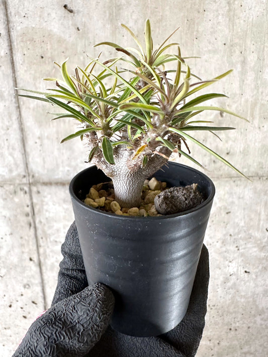 【現品限り】パキポディウム・グラキリス【I48】 Pachypodium gracilius