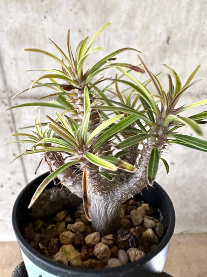 【現品限り】パキポディウム・グラキリス【I48】 Pachypodium gracilius