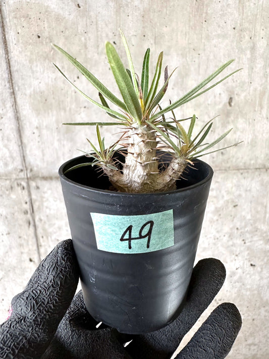 【現品限り】パキポディウム・グラキリス【I49】 Pachypodium gracilius