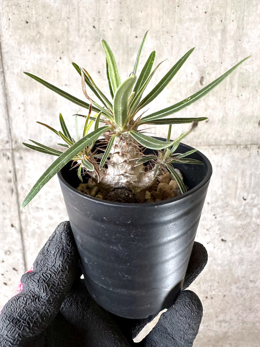 【現品限り】パキポディウム・グラキリス【I49】 Pachypodium gracilius