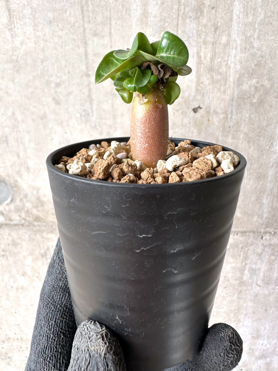 【現品限り】[在庫整理価格]アデニウム・DHA 葉巻【I4】 Adenium DHA