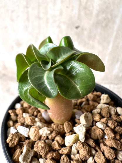 【現品限り】[在庫整理価格]アデニウム・DHA 葉巻【I4】 Adenium DHA