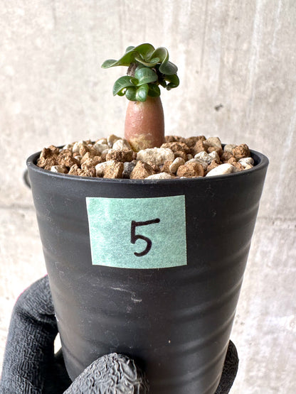 【現品限り】[在庫整理価格]アデニウム・DHA 葉巻【I5】 Adenium DHA