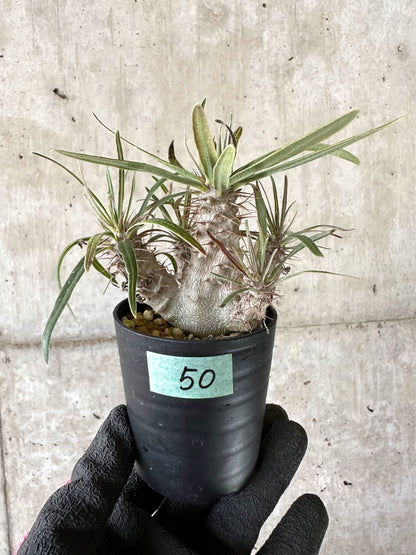 【現品限り】パキポディウム・グラキリス【I50】 Pachypodium gracilius