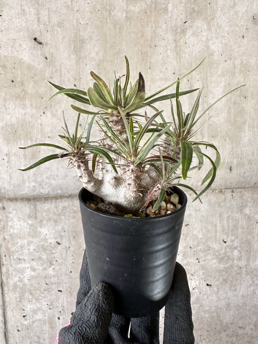 【現品限り】パキポディウム・グラキリス【I50】 Pachypodium gracilius
