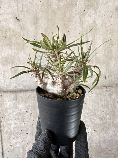 【現品限り】パキポディウム・グラキリス【I50】 Pachypodium gracilius