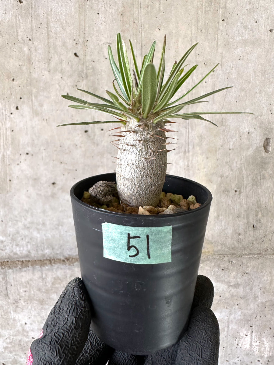 【現品限り】パキポディウム・グラキリス【I51】 Pachypodium gracilius