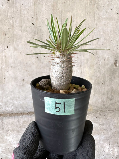 【現品限り】パキポディウム・グラキリス【I51】 Pachypodium gracilius