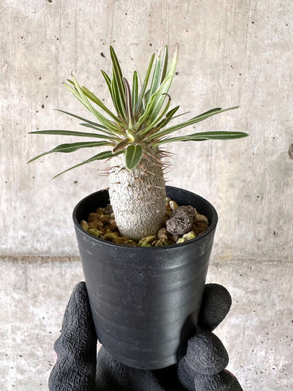 【現品限り】パキポディウム・グラキリス【I51】 Pachypodium gracilius