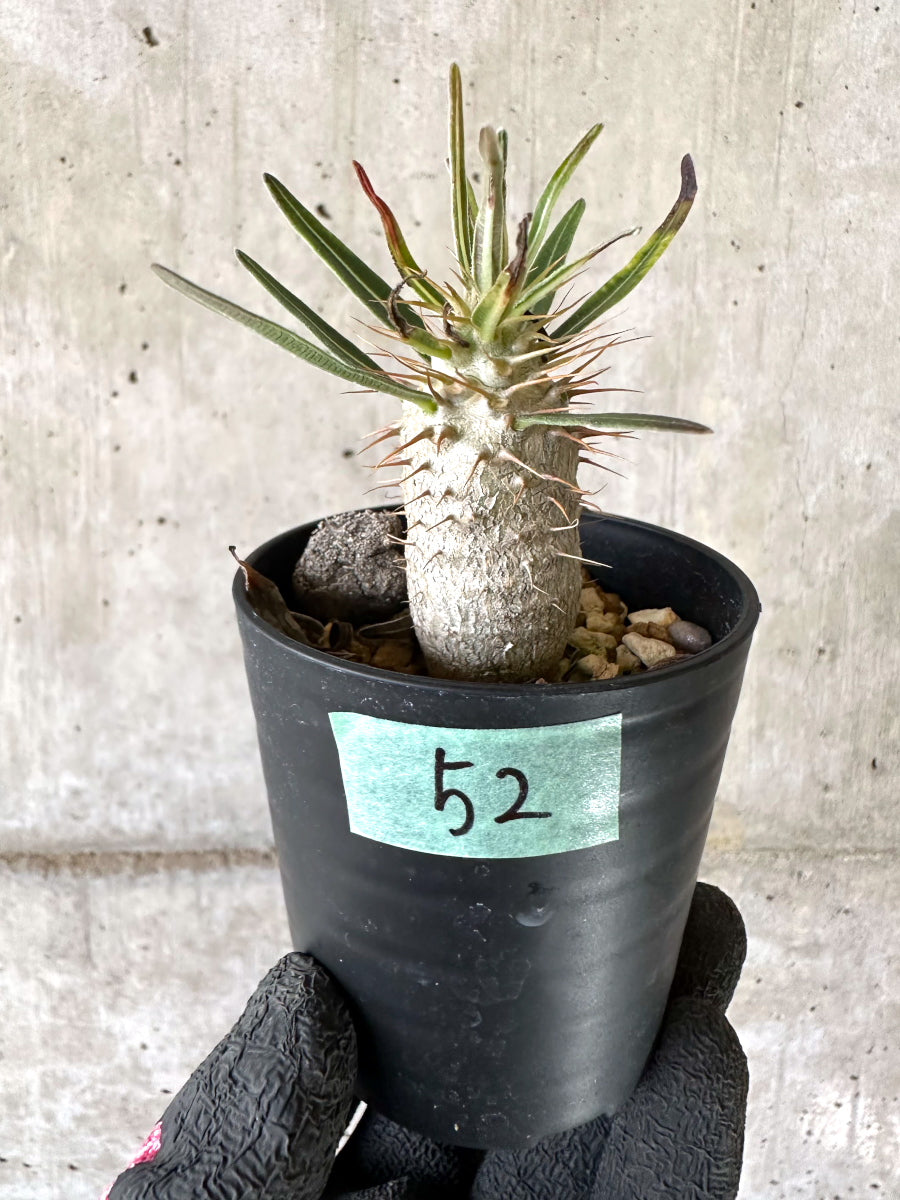 【現品限り】パキポディウム・グラキリス【I52】 Pachypodium gracilius
