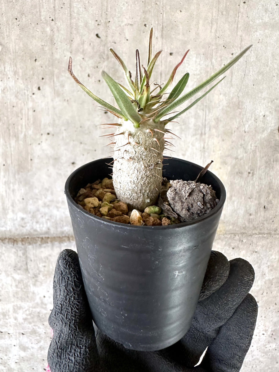 【現品限り】パキポディウム・グラキリス【I52】 Pachypodium gracilius
