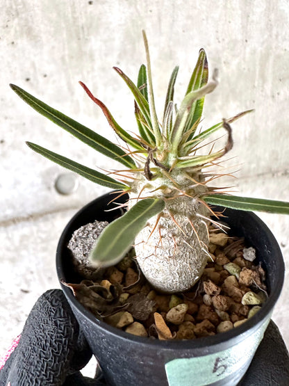 【現品限り】パキポディウム・グラキリス【I52】 Pachypodium gracilius